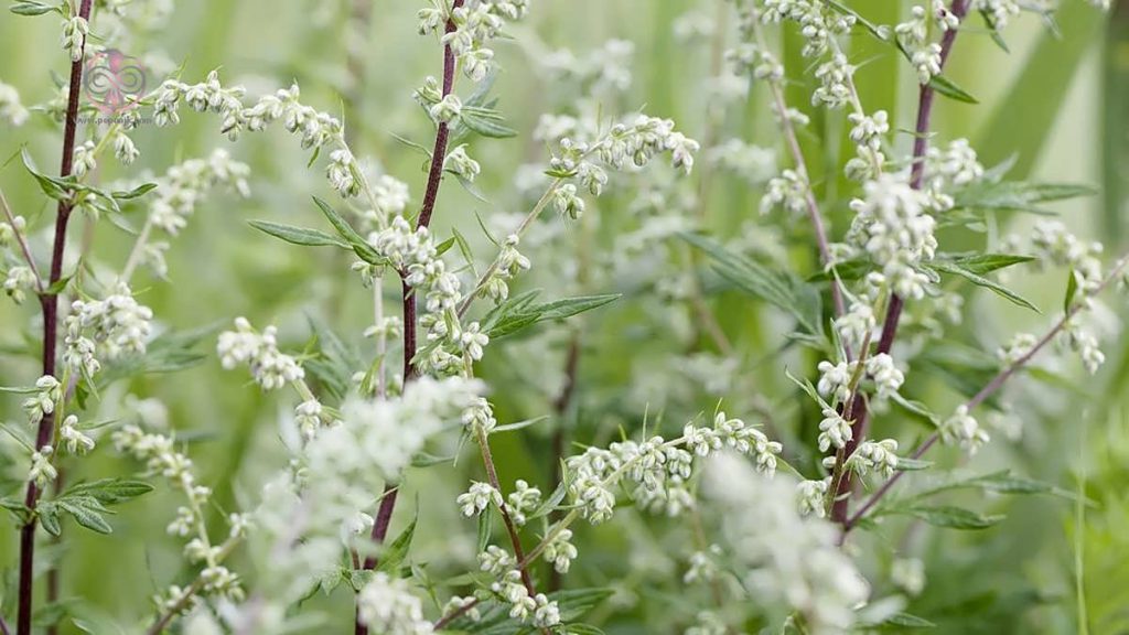 گیاه درمنه و درمان سرطان