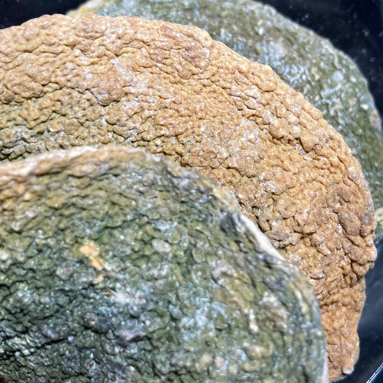 پوست بالنگ - Image 2