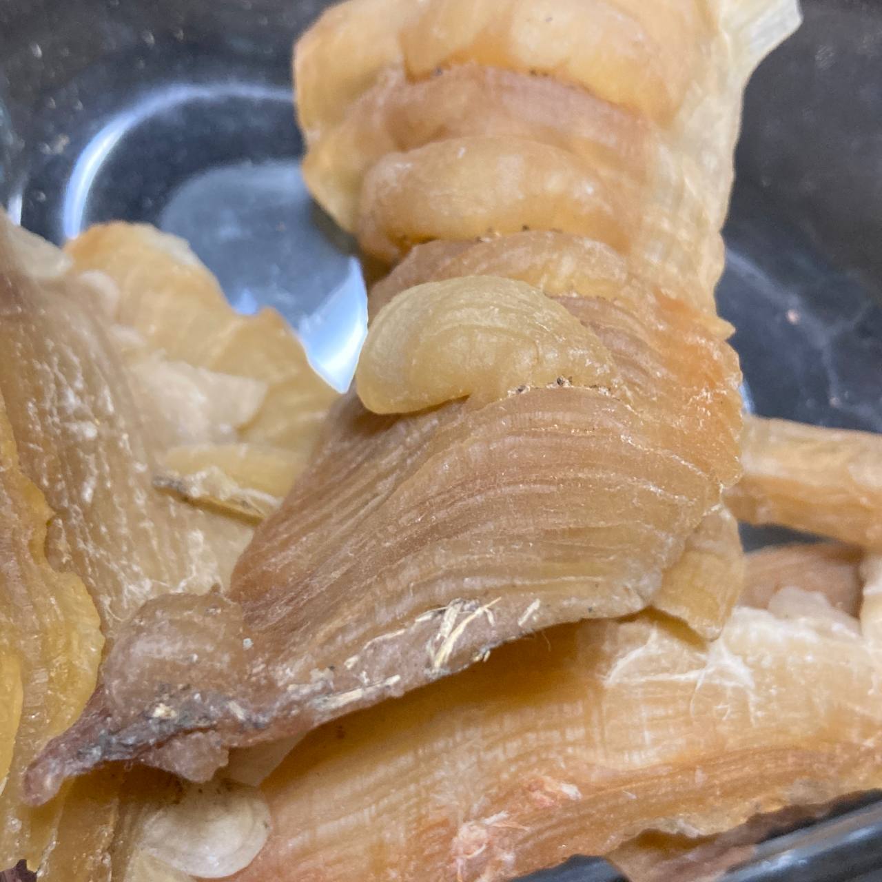 کتیرا معمولی - Image 2