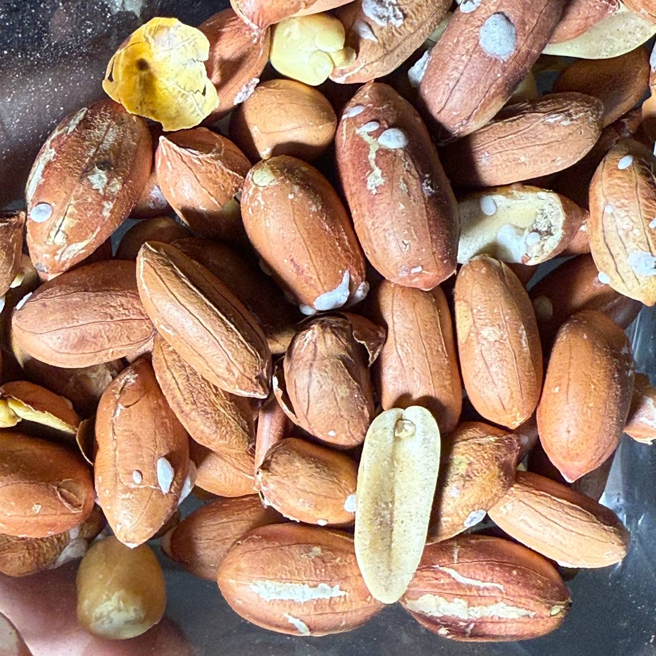 بادام زمینی