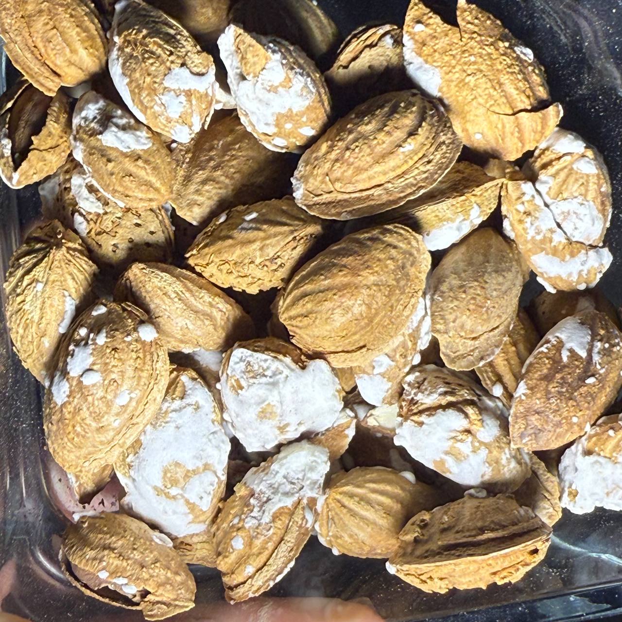 بادام کاغذی