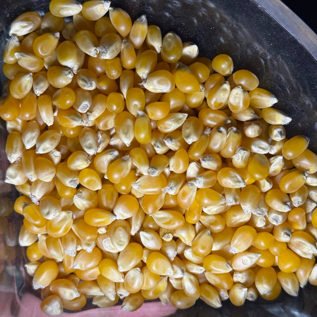 ذرت مخصوص پفیلا