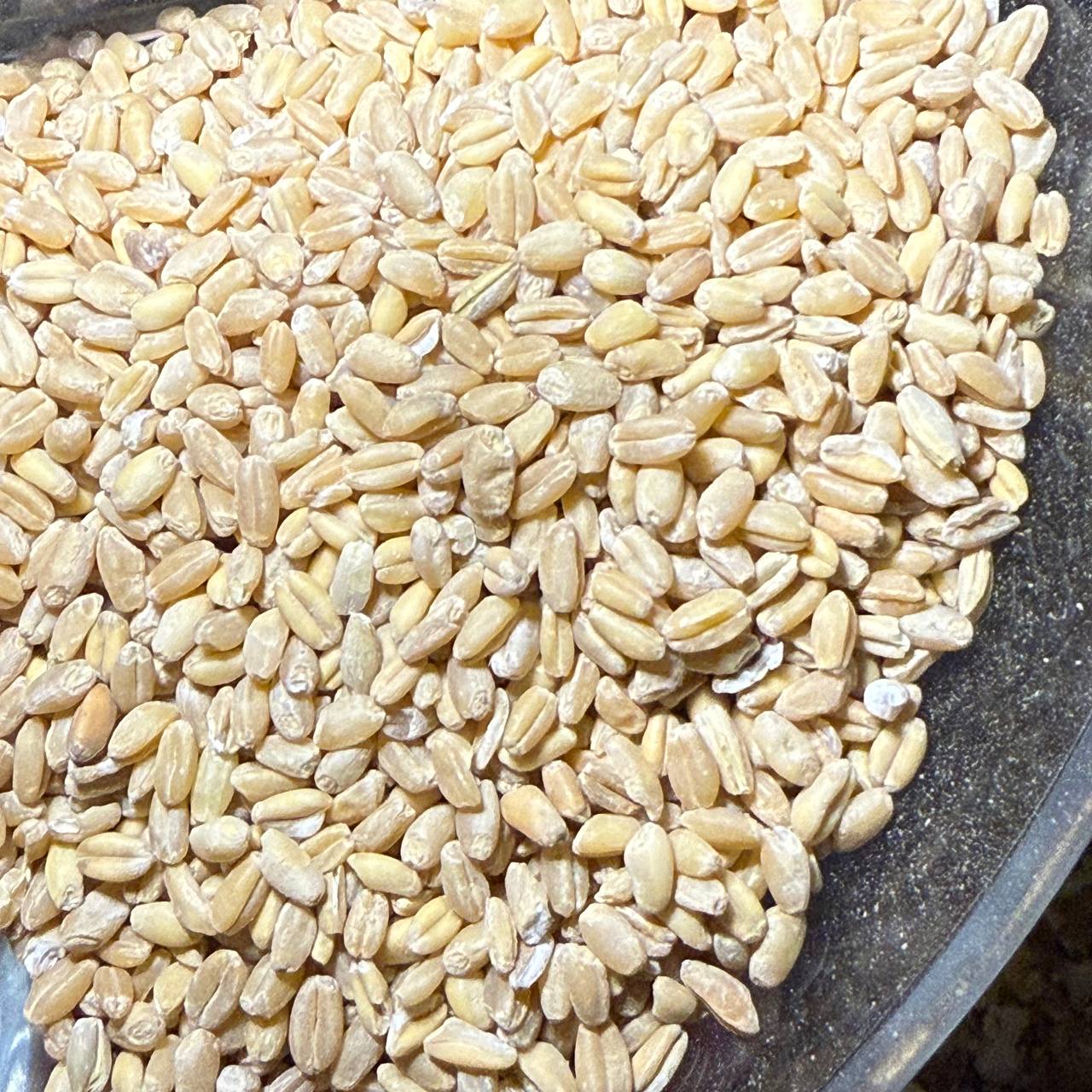 گندم پوست‌کنده