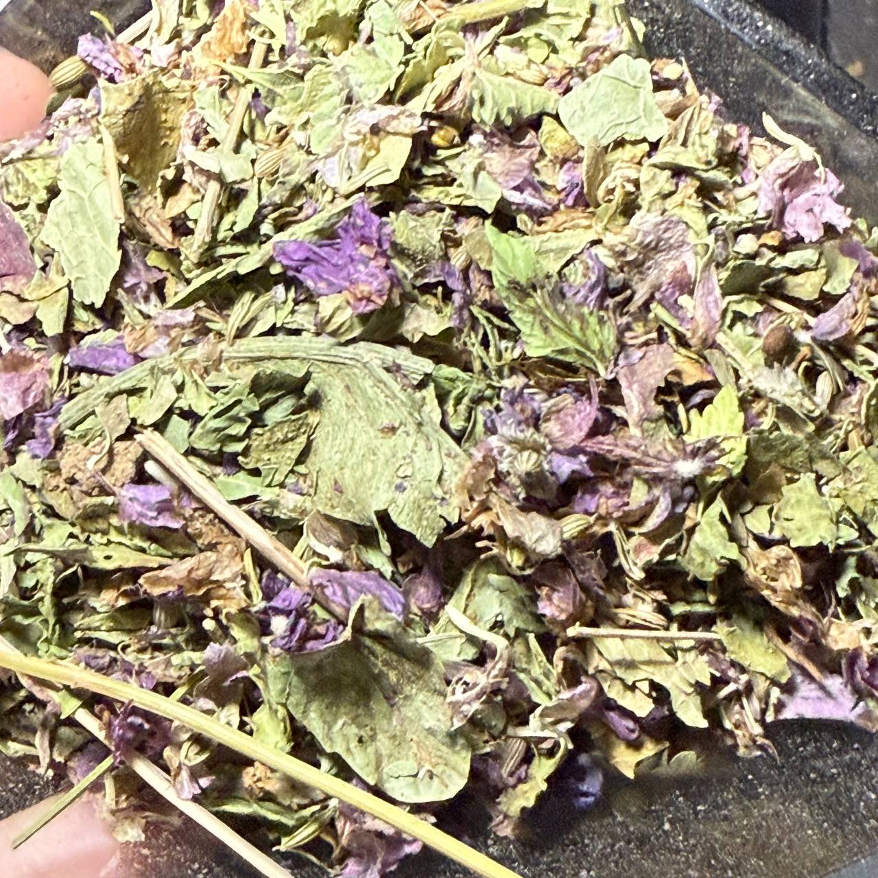 بادرنجبویه