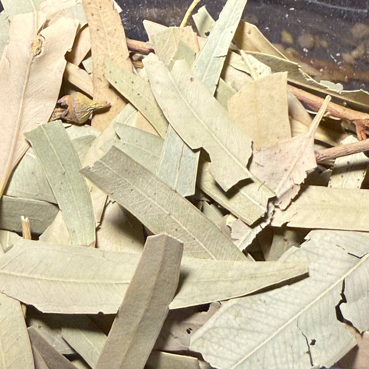 برگ اکالیپتوس