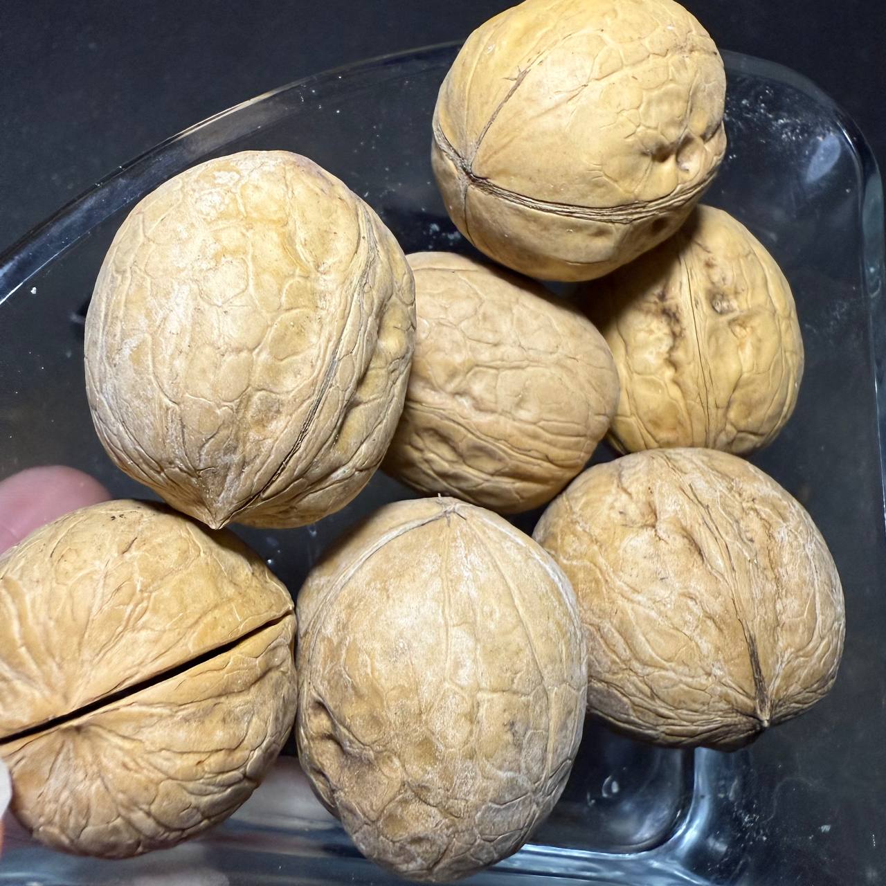 گردو فنلاندی