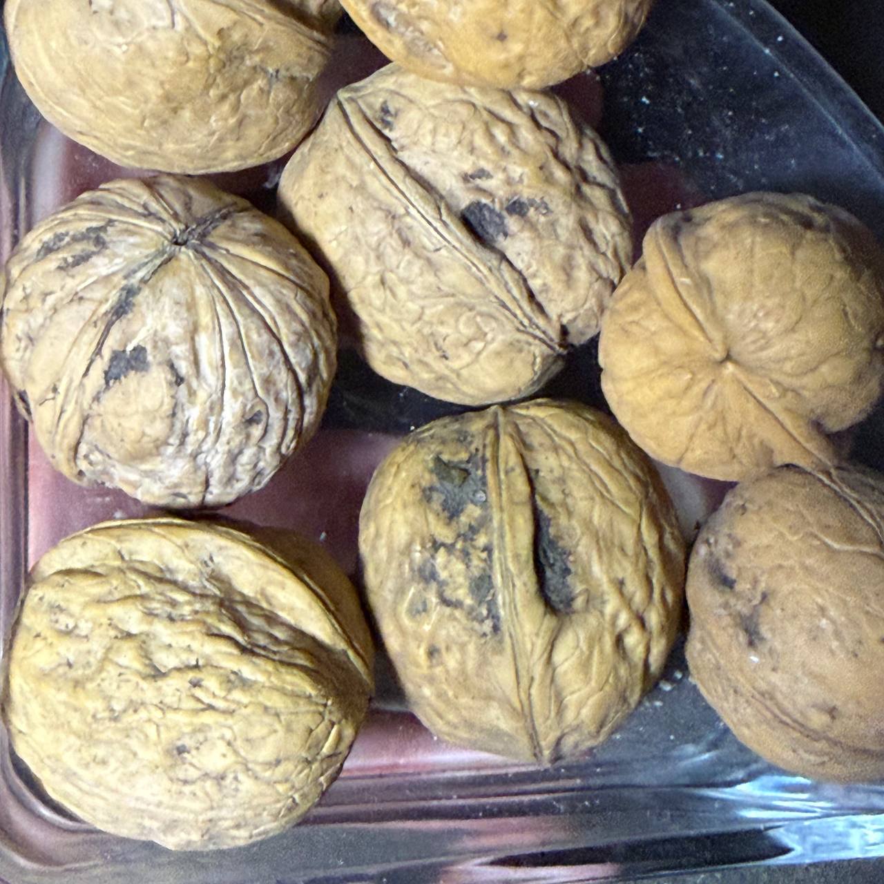 گردو محلی ایرانی